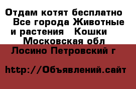 Отдам котят бесплатно  - Все города Животные и растения » Кошки   . Московская обл.,Лосино-Петровский г.